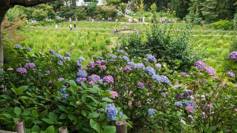菖蒲池奥の紫陽花