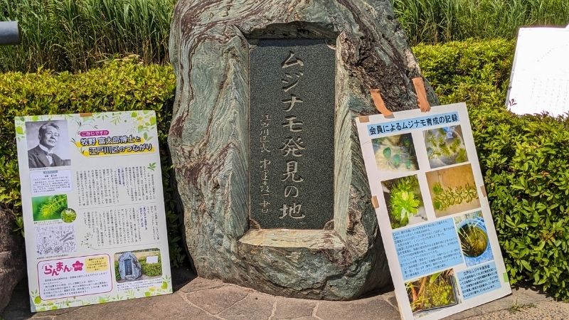 ムジナモ発見の地