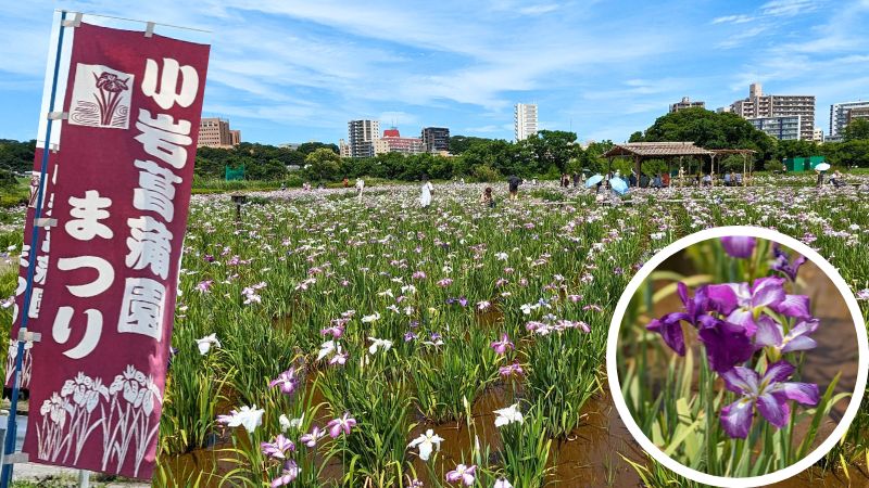 小岩菖蒲園