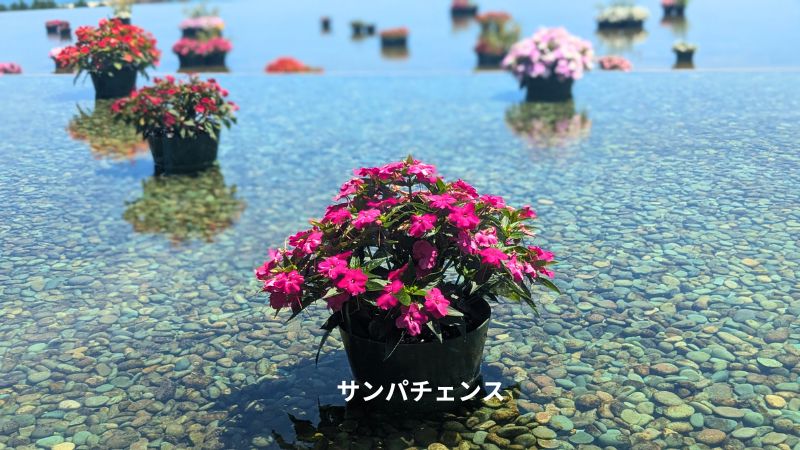 サンパチェンス